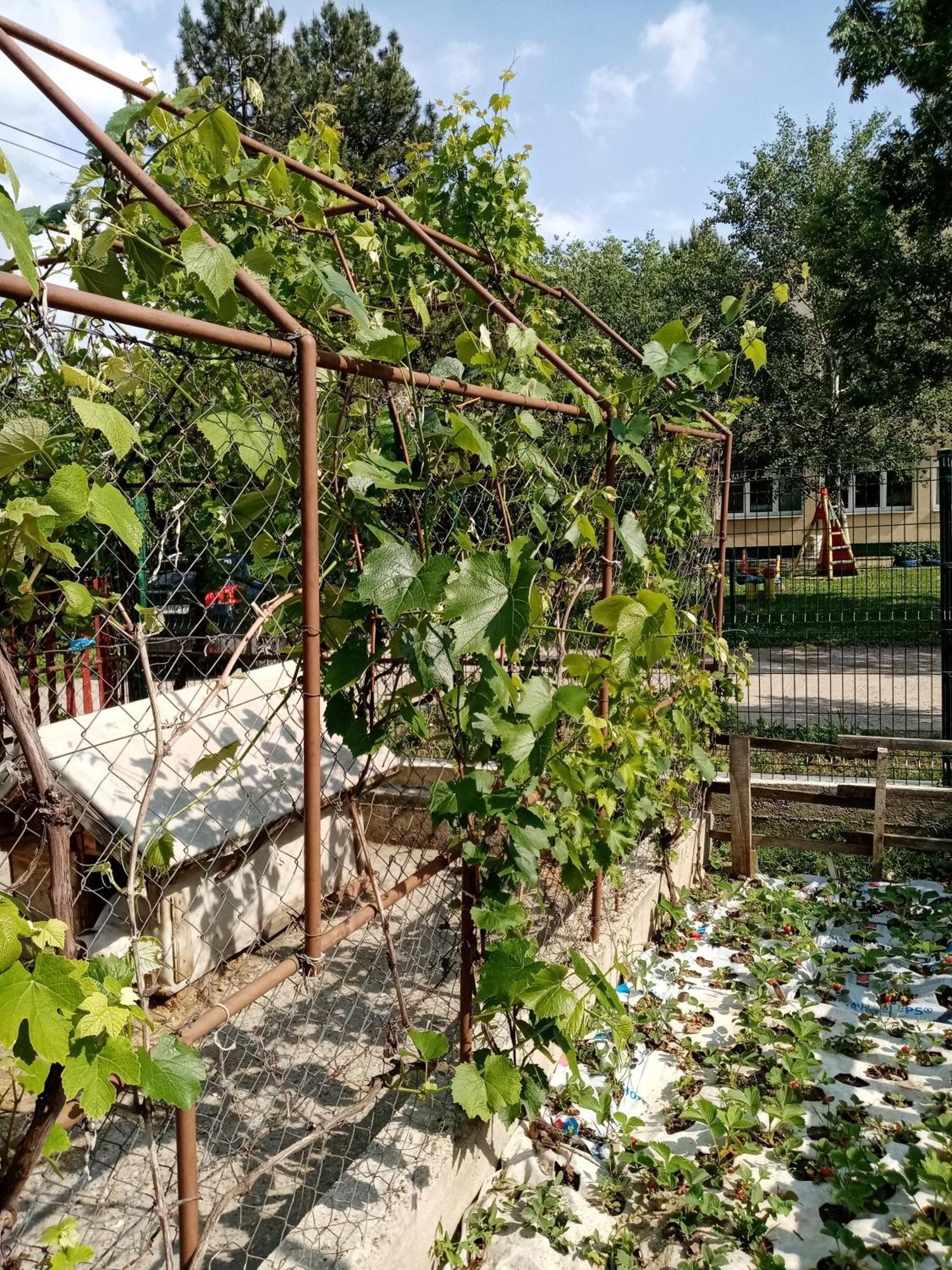 Milica Apartmani Vrdnik Exterior photo